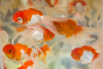 Closeup shot of red cap oranda goldfish kept in an aquarium of pet shop or fish store. This popular ornamental fish has silver white body and red patches near head.