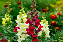 Scarlet And Pale Yellow Snapdragon Flowers In The Summer Garden (antirrhinum Majus)