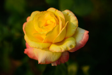 Wall Mural - Close up of beautiful orange pink rose flower blooming in garden in spring nature background