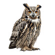 Owl isolated on white, transparent background, PNG, generative ai	