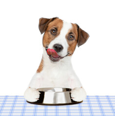 Leinwandbilder - Hungry Jack russell terrier puppy holds empty bowl, sits by the table and ready for dinner. isolated on white background