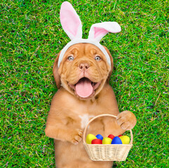 Poster - Happy mastiff puppy wearing easter rabbits ears holds basket of colorful Easter eggs and lies on its back on summer green grass. Top down view