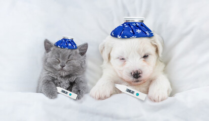 Poster - Sick kitten and Bichon Frise puppy sleep with thermometers and with ice bags or ice packs on it heads on a bed at home. Top down view