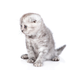 Poster - Cute tiny kitten sits in profile and looks away on empty space. isolated on white background