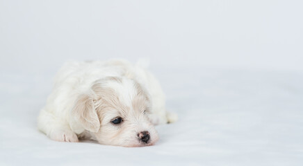 Poster - Sleepy Bichon Frise puppy lying on a bed at home