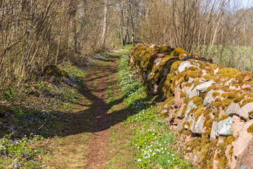 Sticker - Flowering Wood anemone at a forest path