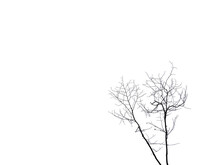 Isolated Silhouette Dry Twigs Of Tree With Transparent Background, Cutout, Wallpaper, Element, Object, Leafless