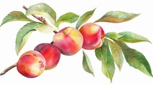Branch With Peaches. Watercolor Illustration Generative AI