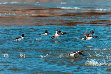 Canvas Print - Flock of Common goldeneye (Bucephala clangula) on the river