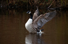 Canada Geese On The Lake Preparing For Breeding