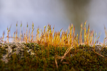 Wall Mural - Macro of beech seedlings