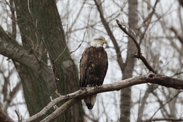 Sticker - Closeup of a bald eagle, Haliaeetus leucocephalus perched on a branch.