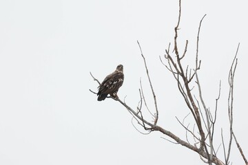 Sticker - Juvenile bald eagle perched on a branch.