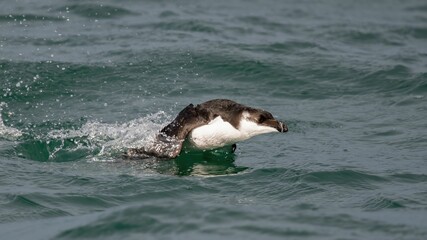 Canvas Print - A razorbill glides through the water with its wings outstretched, creating a captivating scene