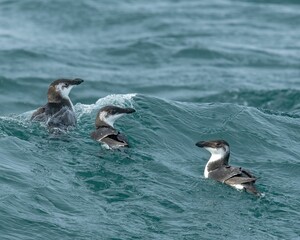 Canvas Print - Razorbills swimming in the crystal clear waters of the ocean