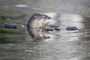 Wall Mural - North American river otter swimming in the deep water