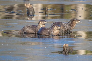 Sticker - Closeup of North American river otters (Lontra canadensis) in water