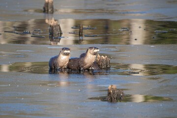 Wall Mural - Two wet North American river otters swimming and resting in shallow water by dead tree stumps