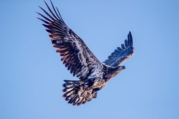 Canvas Print - Closeup of a big black and white falcon during its flight