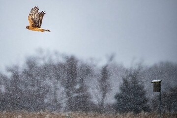 Poster - an image of a bird flying over a field in the snow