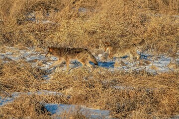 two coyotes standing near a bush in the middle of some dry grass