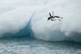 Closeup of a little Arctica Adelie penguin (Pygoscelis adeliae) jumping to the water