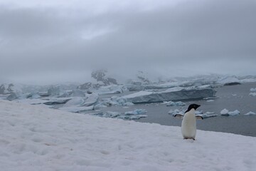 Wall Mural - Shot of a penguin running in the snow in the beautiful Antarctican landscape under the white sky