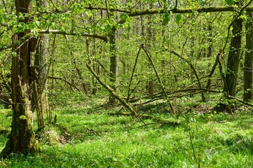 Beautiful shot of a lush green forest in the spring in southern Germany