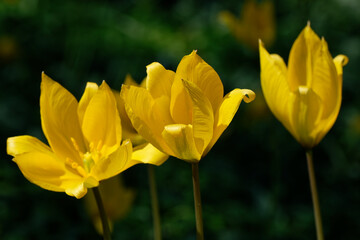 Sticker - tulipe sauvage - tulipa sylvestris
