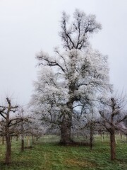 Wall Mural - Frozen orchard on a cloudy and cold winter day