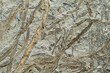 Petrified plant imprint on stone