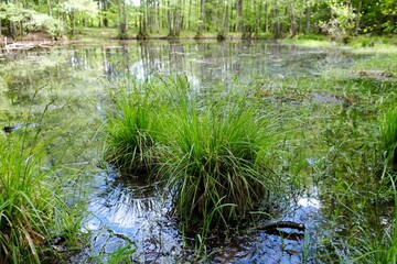 Canvas Print - Beautiful green scenery of forest lakes on a sunny spring day - Natura 2000 area - Bytow lobelia lakes, Kashubia, Poland