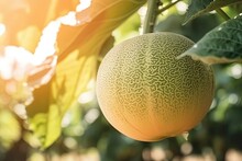 Cantaloup Or Melon In Orchard Plantation, Idea For Agricultural And Fruitfulness Theme Concept Background Wallpaper,  Generative Ai