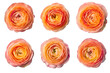 Assorted peach persimmon orange ranunculus flower heads on transparent PNG background. Created with Generative AI.