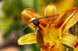Duża ważka Odonata przysiadła na pomarańczowym kwiatku lili Lilium