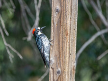 An Adult Female Acorn Woodpecker (Melanerpes Formicivorous), Madera Canyon, Southern Arizona, Arizona