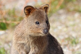Fototapeta Zwierzęta - quokka at rottnest island (australia) 