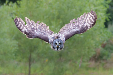 Poster - Great Grey Owl or Lapland Owl (Strix nebulosa) flying on the bank of a lake in Gelderland in the Netherlands  