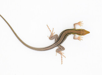 six lined racerunner lizard - Aspidoscelis sexlineatus - top dorsal view isolated on white background. They thrive in hot arid Sandy well drained habitat. Florida example