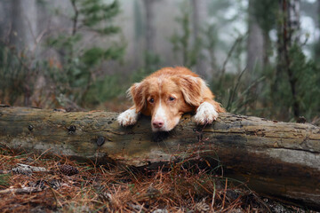 Wall Mural - Red dog in a foggy forest lies on a log. Nova Scotia duck tolling retriever in nature. Hiking with a pet. forest fairy tale