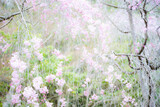 Fototapeta Kosmos - 桜のカーテン