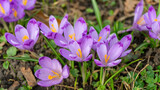 Fototapeta Kwiaty - Blooming purple crocus flowers outdoors in a park, garden or forest. Springtime, floral, easter, nature. Macro, close up photo.