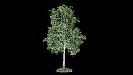 Poster - tree animation footage transparent background for background and environment footage replacement , 3d illustration rendering
