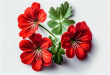 Top View Of Red Geranium Flowers Isolated On White Background. Generative AI