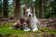 border collie pup with mom