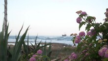 Close-up Pink Flowers Blooming On Bushes On Sea Shore With Blurred Old Vessel On Waves At Background. Closeup Blossom On Coast And Mediterranean Sea On Overcast Sunrise On Cyprus