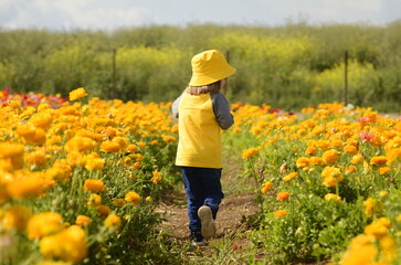 Ranunculus fields. Yellow buttercup flower A little boy in a yellow panama hat and a yellow T-shirt runs through a flower field. Child view from the back.  children flowers of life