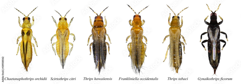 Thrips are minute, slender insect pests of fruit trees ...