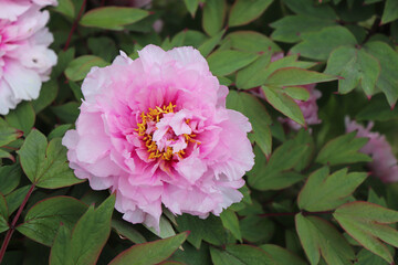 Wall Mural - Peonia Suffruticosa in the garden. Shot of a peony in bloom works perfectly with the green background. Spring background. Blooming, spring, flora. Flowers photo concept.Greeting cards.