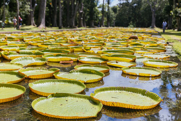 Sir Seewoosagur Ramgoolam Botanical Garden, pond with Victoria Amazonica Giant Water Lilies, Mauritius